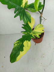 Philodendron Florida Beauty x Bipennifolium Variegata