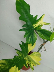 Philodendron Florida Beauty x Bipennifolium Variegata