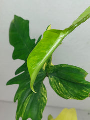Philodendron Florida Beauty x Bipennifolium Variegata
