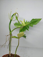 Philodendron Florida Beauty x Bipennifolium Variegata
