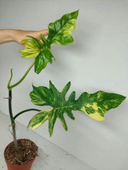 Philodendron Florida Beauty x Bipennifolium Variegata