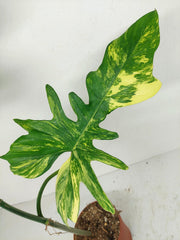 Philodendron Florida Beauty x Bipennifolium Variegata