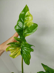 Philodendron Florida Beauty x Bipennifolium Variegata