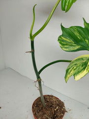 Philodendron Florida Beauty x Bipennifolium Variegata