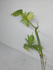 Philodendron Florida Beauty x Bipennifolium Variegata