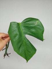 Monstera Sierrana Steckling (zum aussuchen)