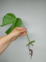 Monstera Sierrana Steckling (zum aussuchen)
