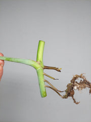 Monstera Sierrana Steckling (zum aussuchen)