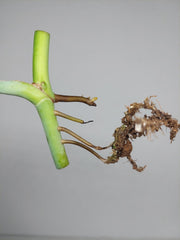 Monstera Sierrana Steckling (zum aussuchen)