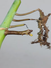 Monstera Sierrana Steckling (zum aussuchen)