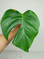 Monstera Sierrana Steckling (zum aussuchen)