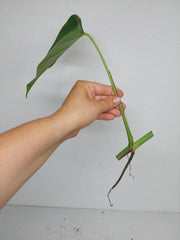Monstera Sierrana Steckling (zum aussuchen)