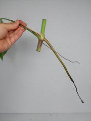 Monstera Sierrana Steckling (zum aussuchen)