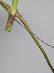 Monstera Sierrana Steckling (zum aussuchen)