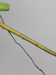 Monstera Sierrana Steckling (zum aussuchen)