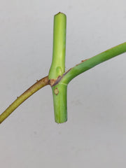 Monstera Sierrana Steckling (zum aussuchen)