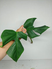 Monstera Sierrana Steckling (zum aussuchen)