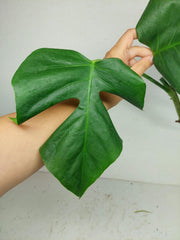 Monstera Sierrana Steckling (zum aussuchen)
