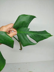 Monstera Sierrana Steckling (zum aussuchen)