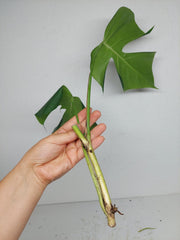 Monstera Sierrana Steckling (zum aussuchen)