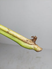 Monstera Sierrana Steckling (zum aussuchen)