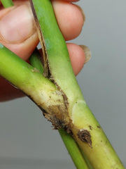 Monstera Sierrana Steckling (zum aussuchen)