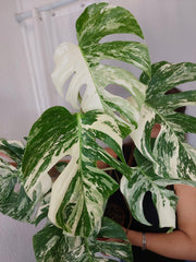 Monstera Variegata (zum aussuchen)