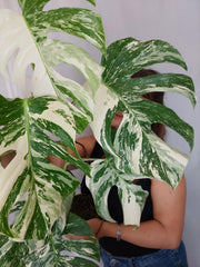 Monstera Variegata (zum aussuchen)