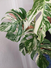 Monstera Variegata (zum aussuchen)