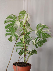 Monstera Variegata (zum aussuchen)