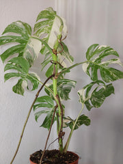 Monstera Variegata (zum aussuchen)
