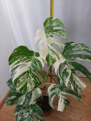 Monstera Variegata (zum aussuchen)
