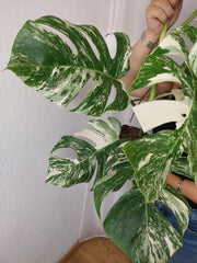 Monstera Variegata (zum aussuchen)