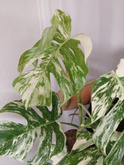 Monstera Variegata (zum aussuchen)