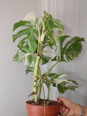 Monstera Variegata (zum aussuchen)