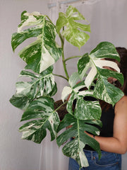 Monstera Variegata (zum aussuchen)