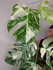Monstera Variegata (zum aussuchen)