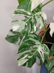 Monstera Variegata (zum aussuchen)