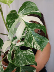 Monstera Variegata (zum aussuchen)