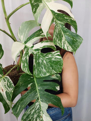 Monstera Variegata (zum aussuchen)