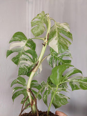 Monstera Variegata (zum aussuchen)