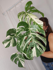 Monstera Variegata (zum aussuchen)