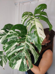Monstera Variegata (zum aussuchen)