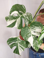 Monstera Variegata (zum aussuchen)