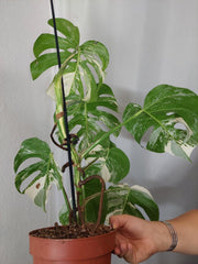 Monstera Variegata (zum aussuchen)