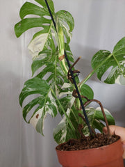 Monstera Variegata (zum aussuchen)