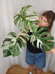 Monstera Variegata (zum aussuchen)