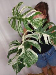 Monstera Variegata (zum aussuchen)