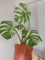 Monstera Variegata (zum aussuchen)