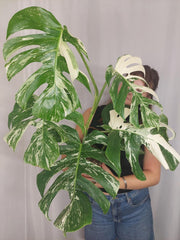 Monstera Variegata (zum aussuchen)